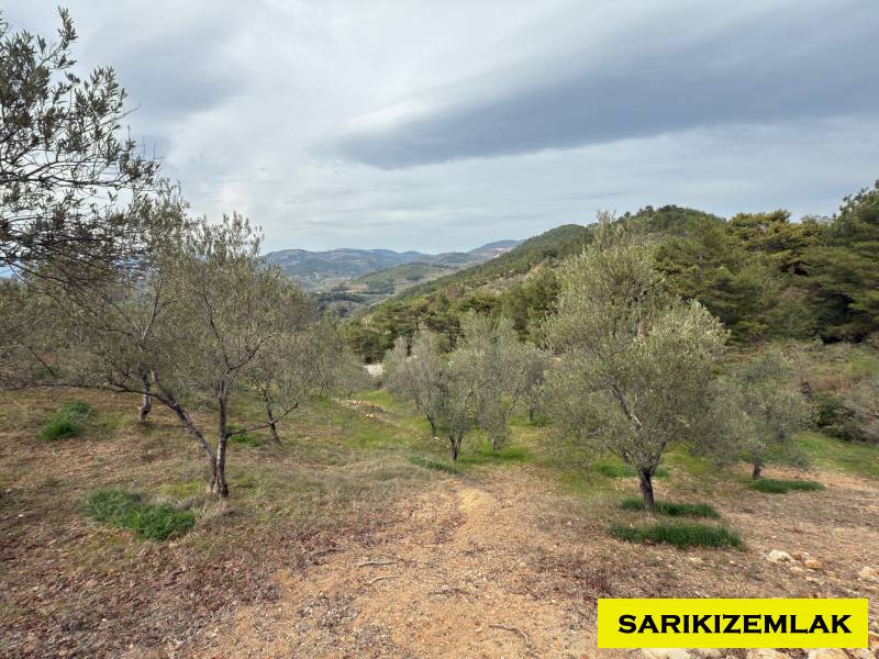 Havran Hallaçlar Mah`daZeytinlik. - 15